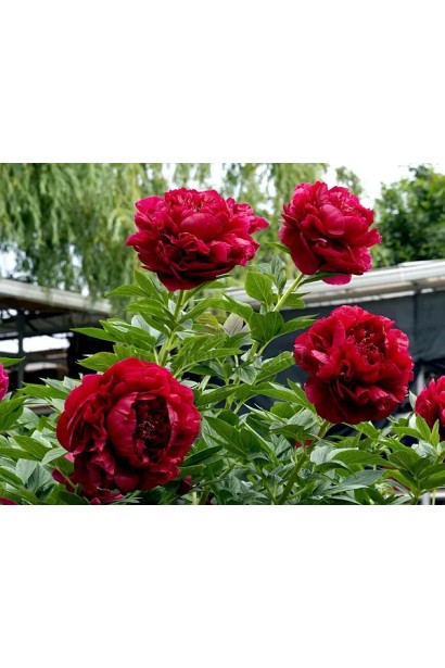 Кущ півонії Генрі Бокстос: ідеальний вибір для створення акценту в саду.